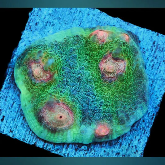 Big R Weirdo Chalice