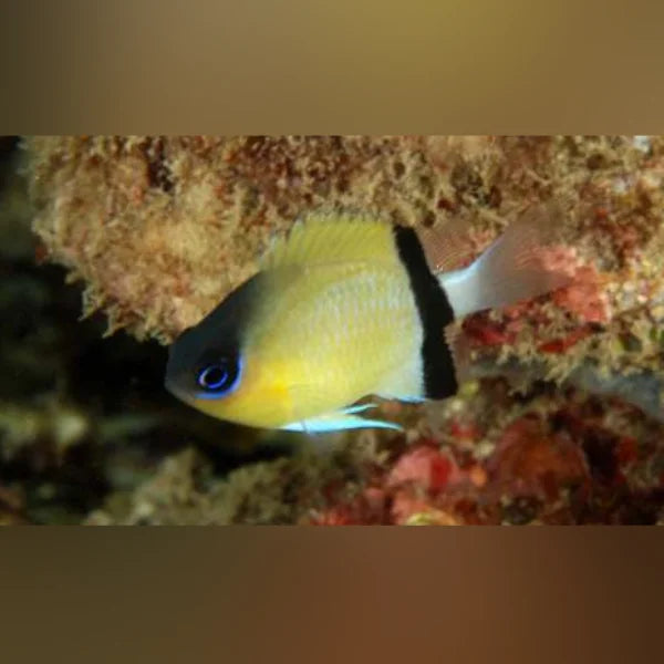 Yellow fish with a blue eye swimming near coral