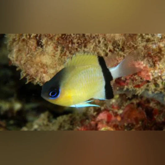 Yellow fish with a blue eye swimming near coral