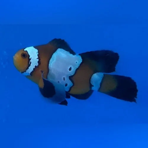 Black Ice Longfin Clownfish