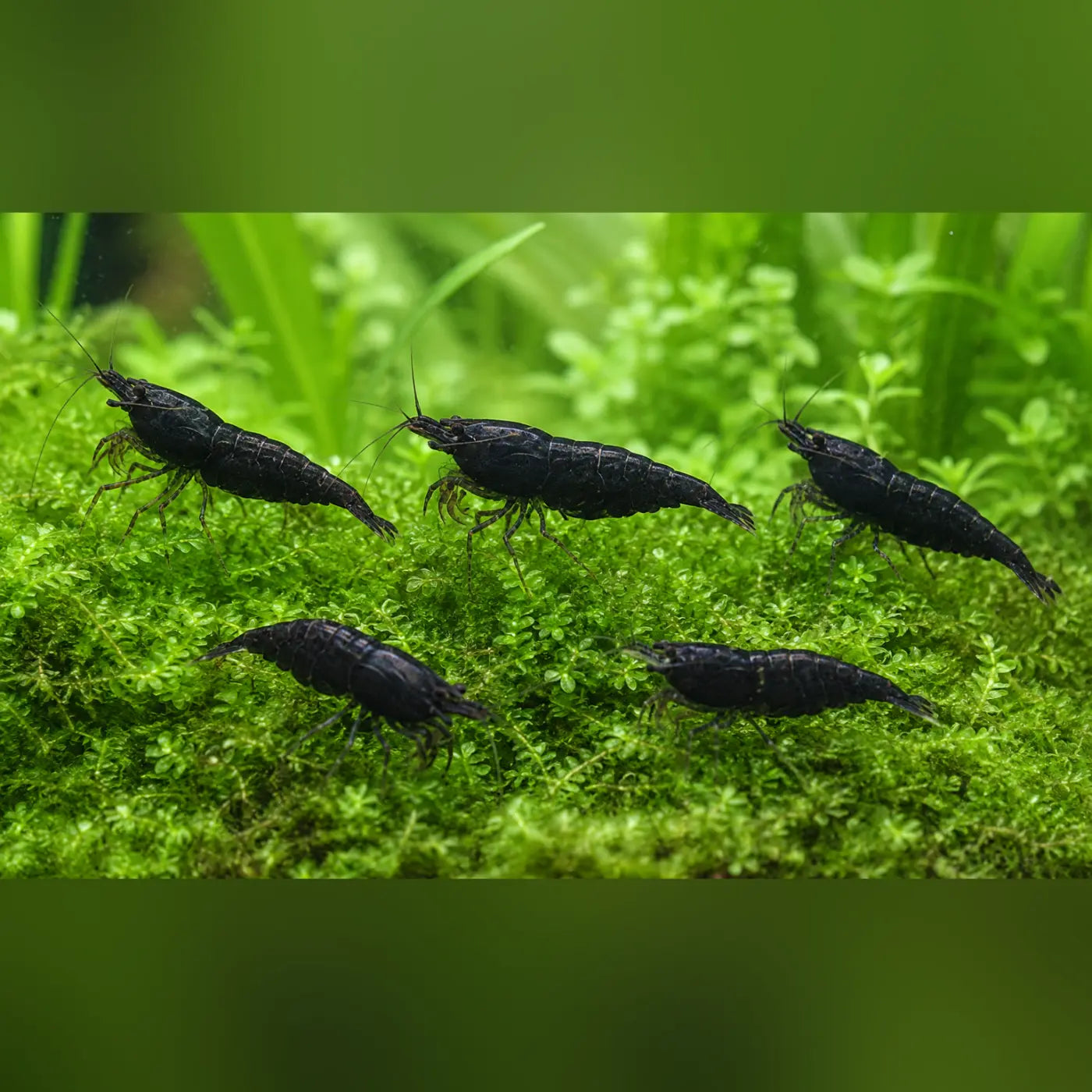 Black Knight Shrimp