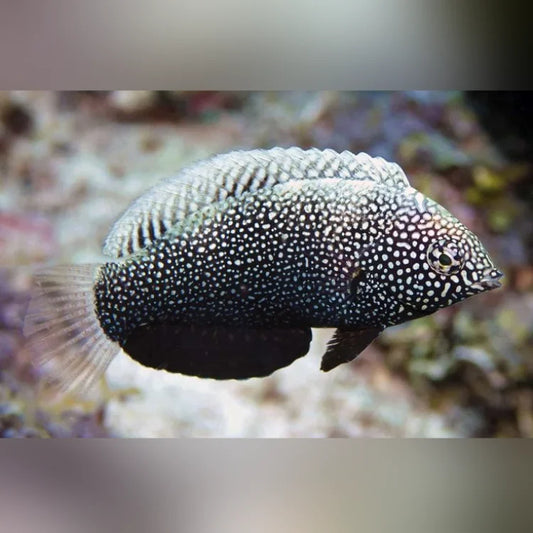Decorative fish with a textured, almost snow-like pattern on a blurred background