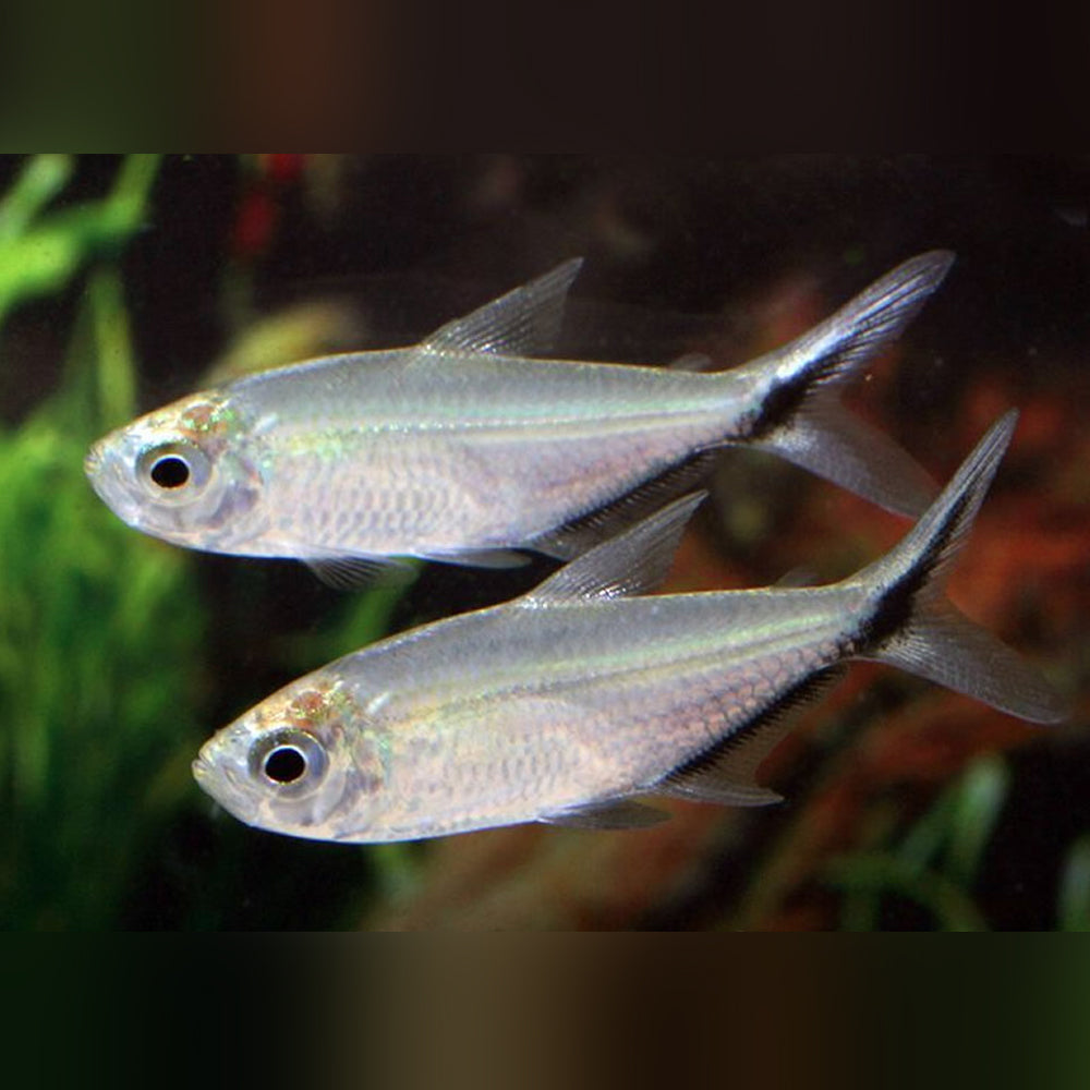 Black Line Tetra