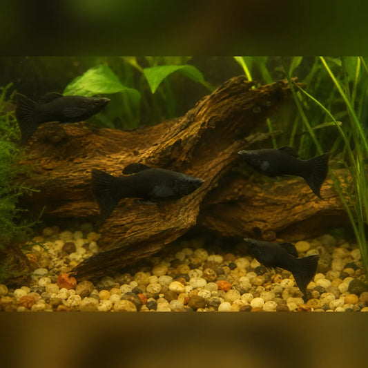 Black Lyre Molly (School of 4)
