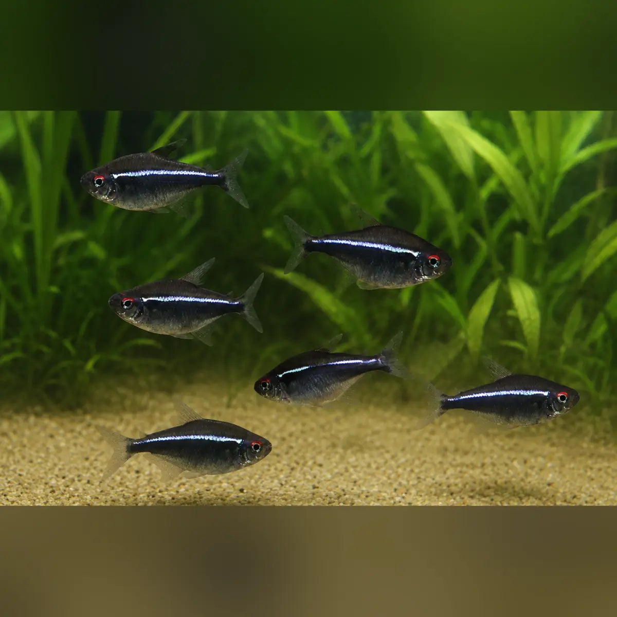 Black Neon Tetra (School of 6)