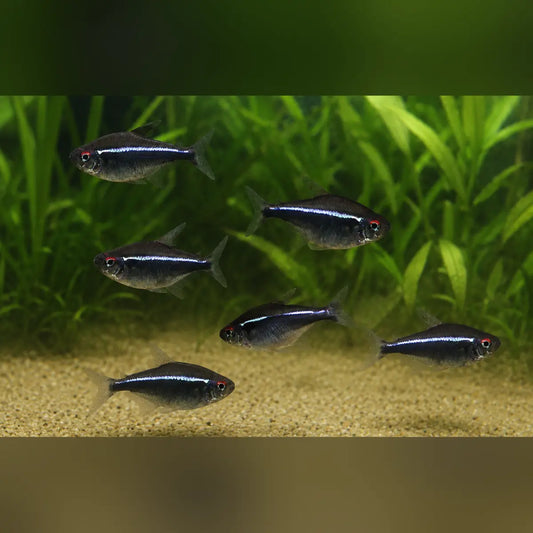 Black Neon Tetra (School of 6)