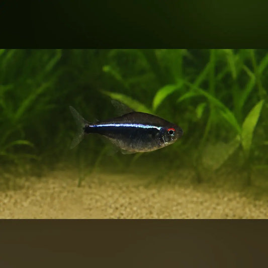 Black Neon Tetra
