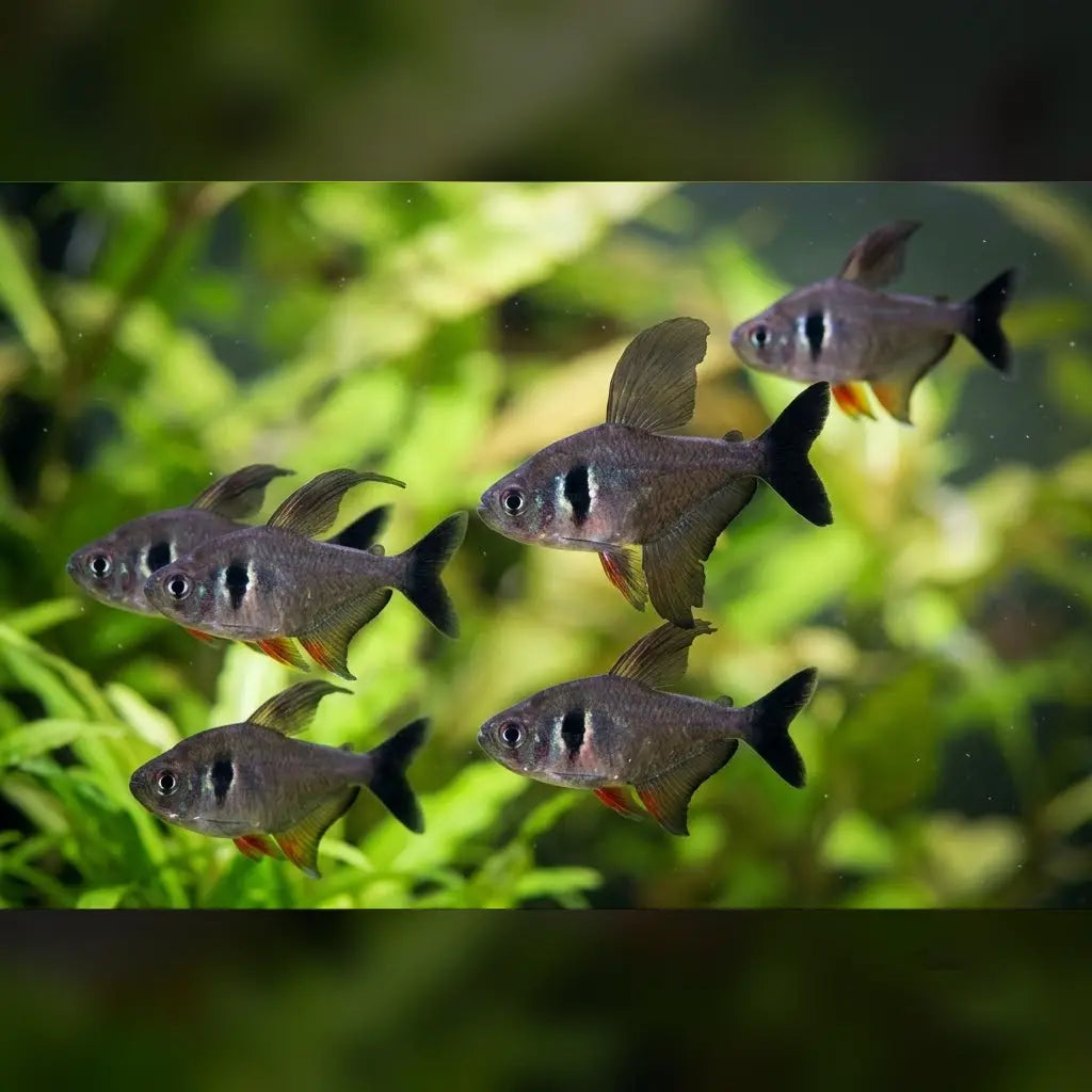Black Phantom Tetra (School of 6)