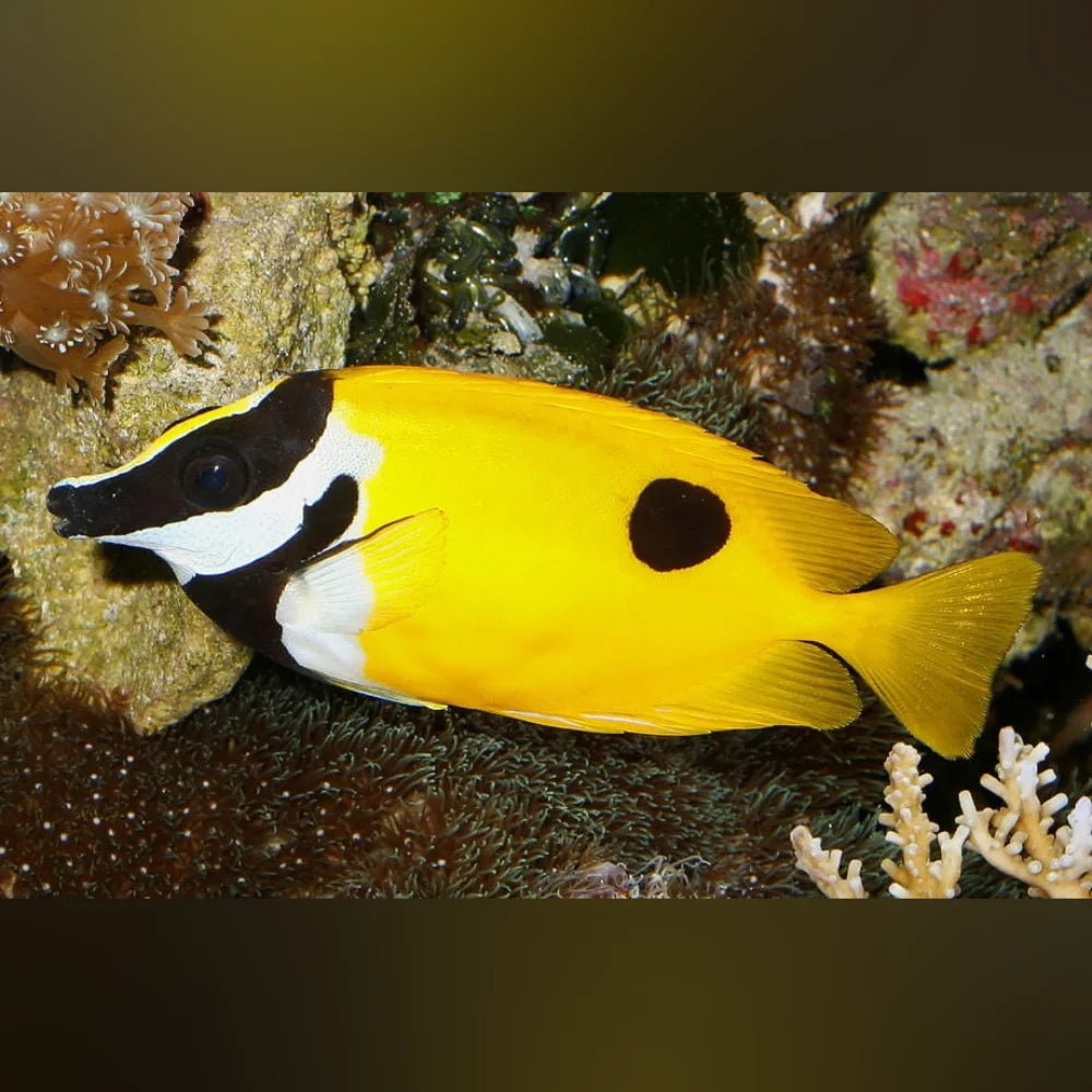 Black Spot Foxface Rabbitfish