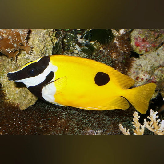 Black Spot Foxface Rabbitfish