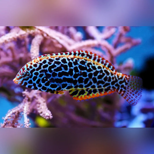 Black Spotted Leopard Wrasse