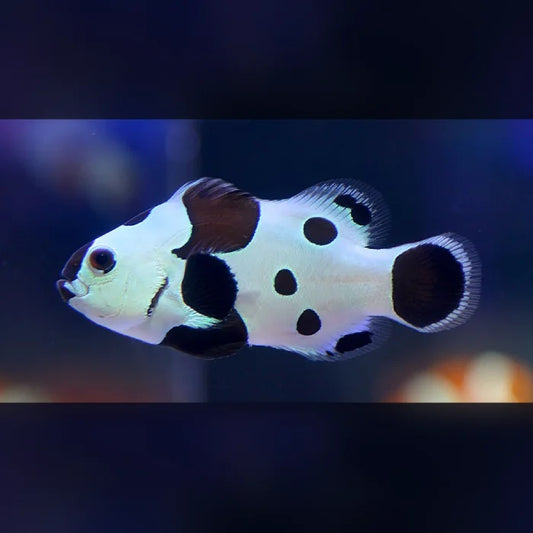 Black Storm Clownfish with black spots on a dark background