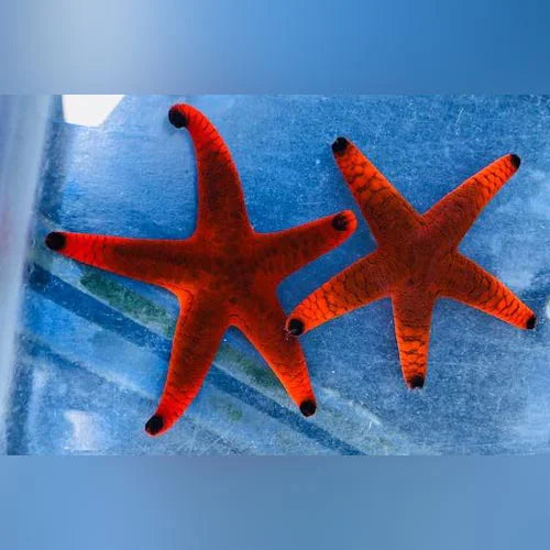 Black Tip Red Reef Starfish