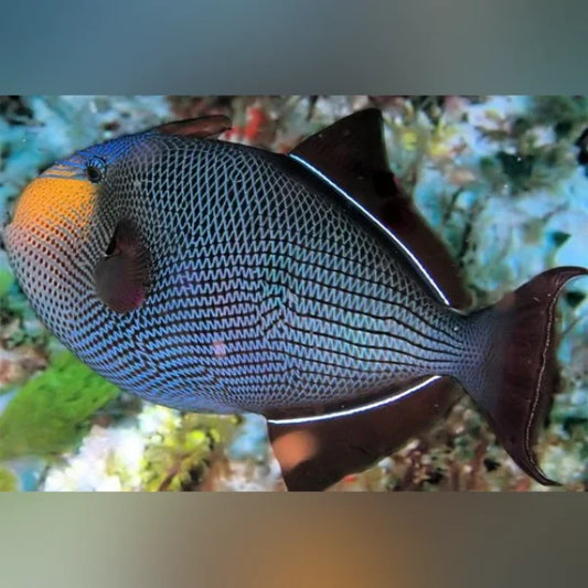 Black Triggerfish