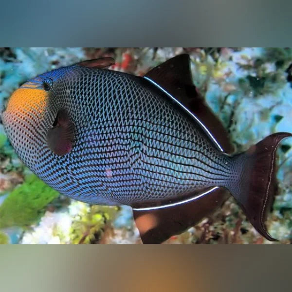 Black Triggerfish