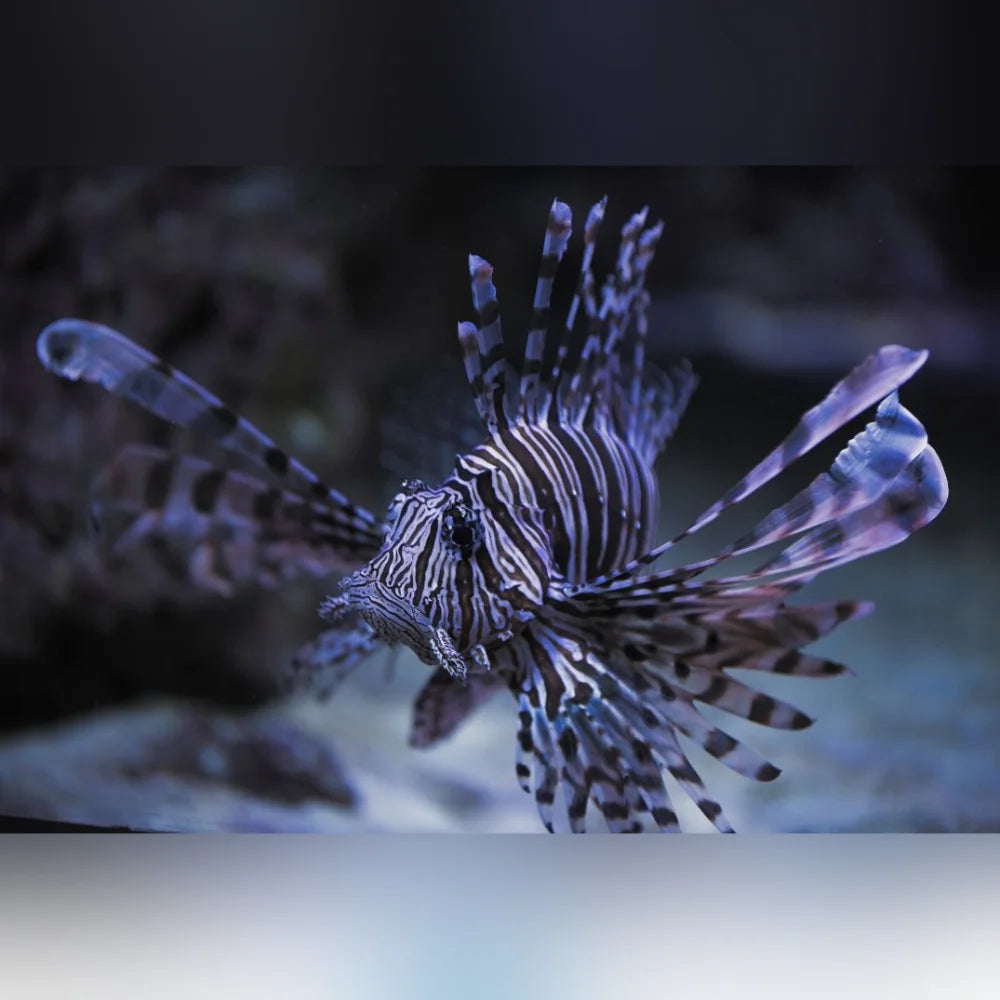 Volitan Lionfish