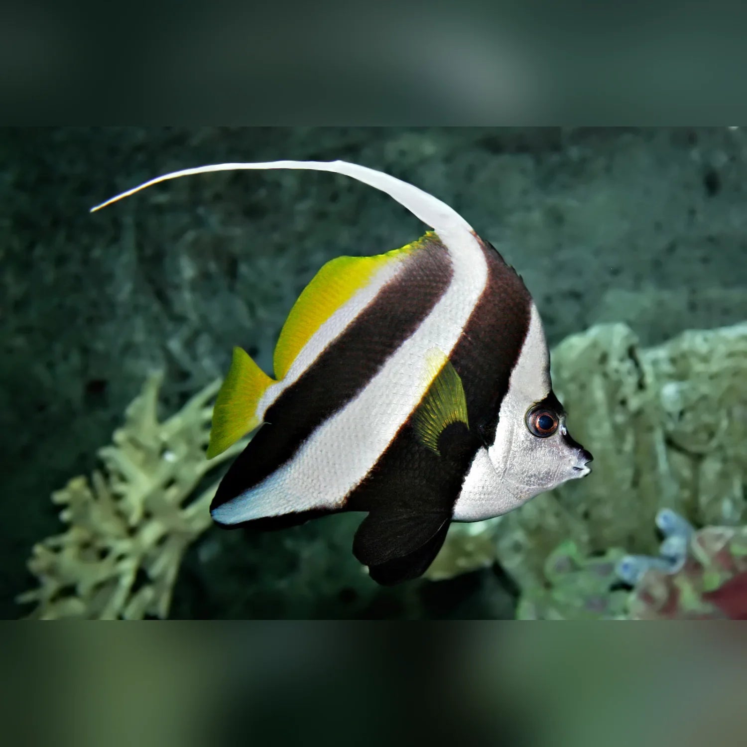 Black, white, and yellow fish swimming in an aquarium setting with green plants.