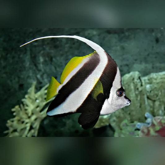 Black, white, and yellow fish swimming in an aquarium setting with green plants.