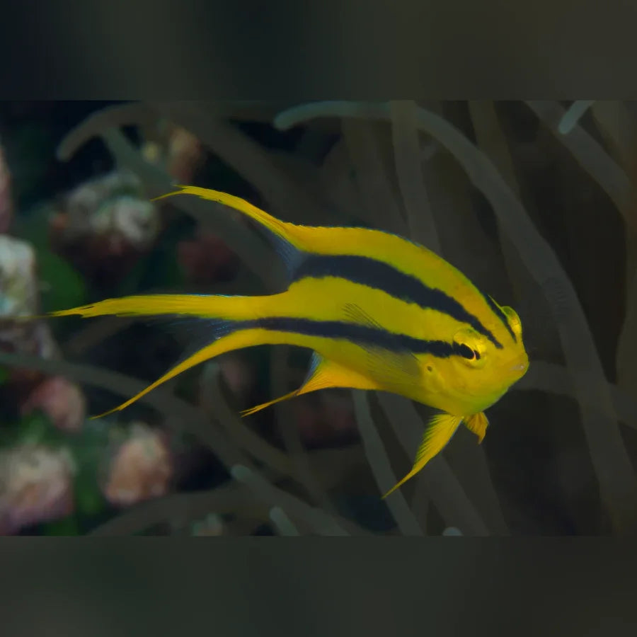 Black and Gold Chromis