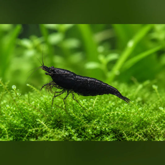 Black Knight Shrimp