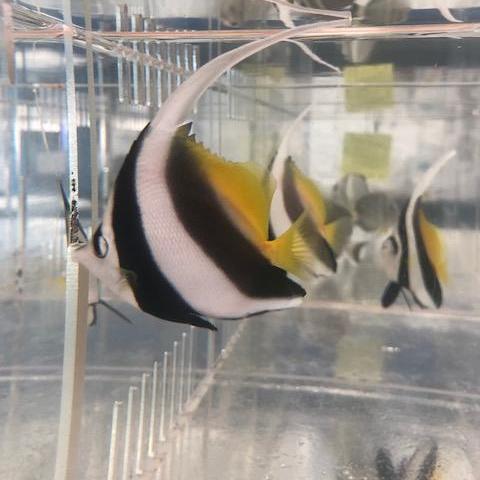 Black & White Heniochus Butterflyfish
