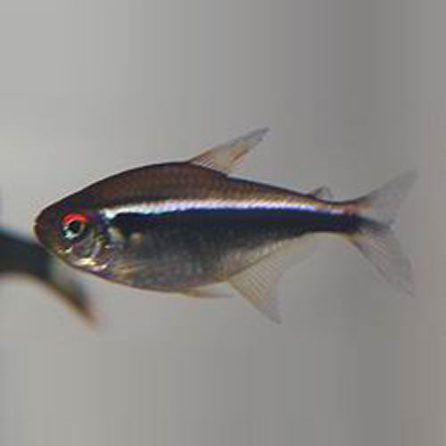 Black Neon Tetra