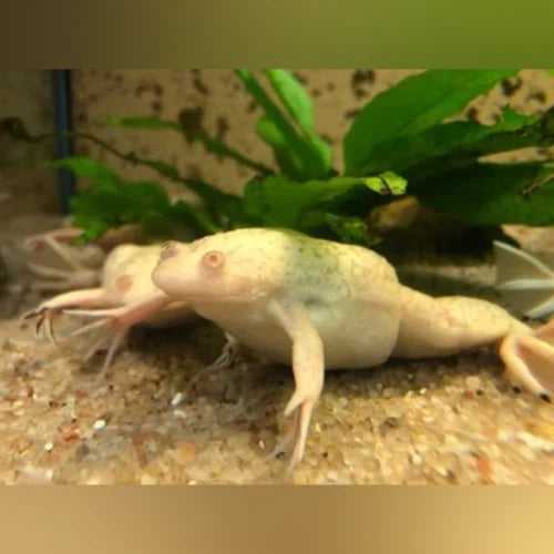 Blond Dwarf Frog
