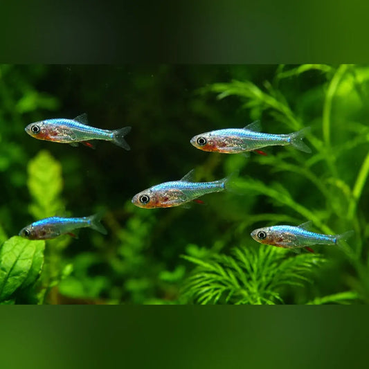 Blue Axelrodi Rasbora (School of 5)