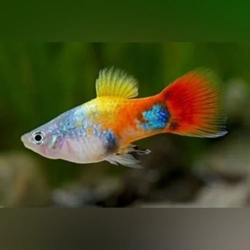 Blue Butterfly Platy