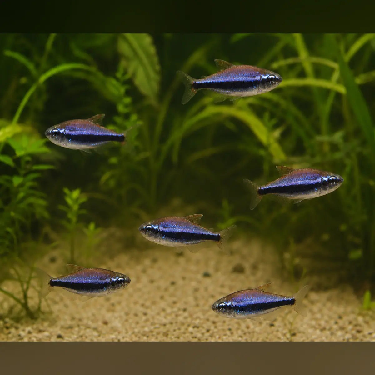 Blue Emperor Tetra