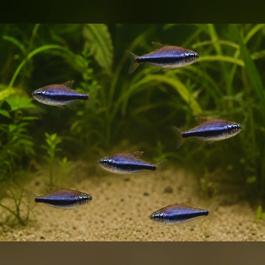 Blue Emperor Tetra (School of 6)