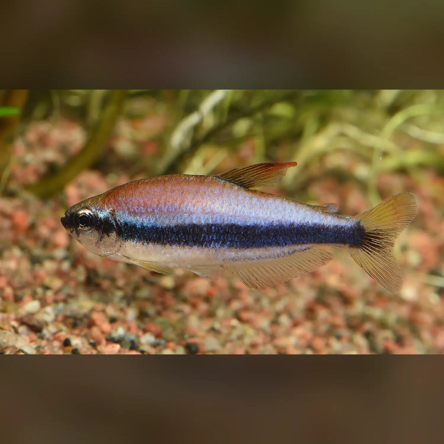Blue Emperor Tetra (School of 6)