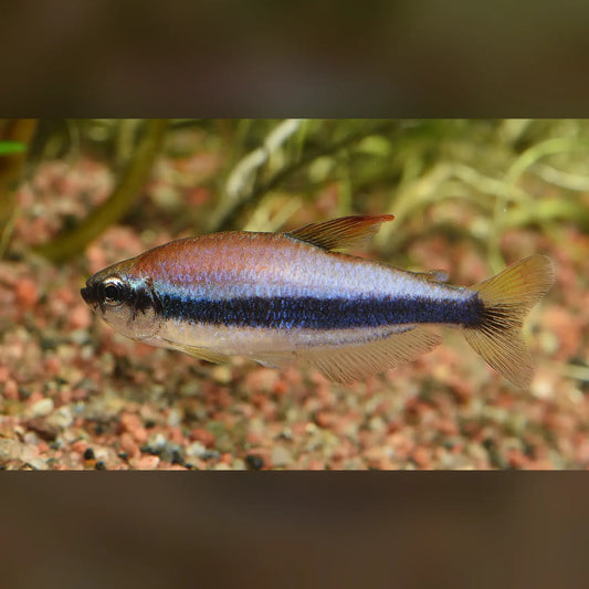 Blue Emperor Tetra