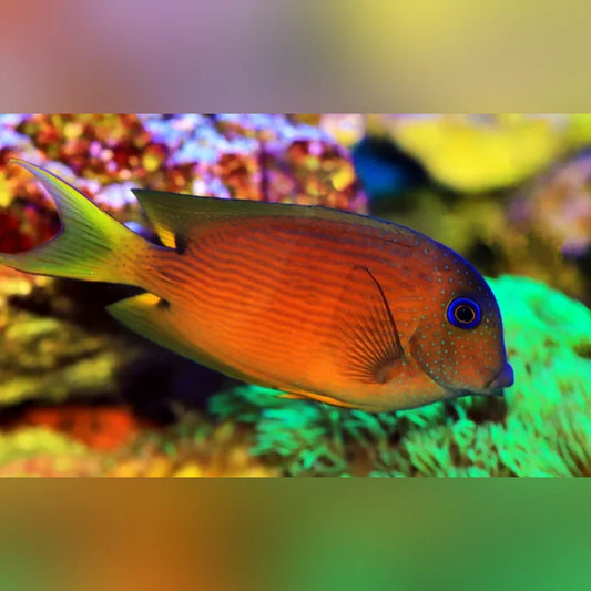 Orange fish with a blue eye swimming in an aquarium setting