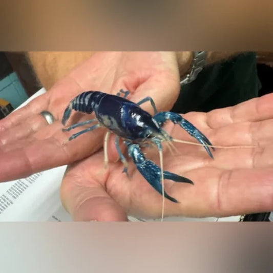 Blue Ghost Lobster held in a person's hand with a blurred background