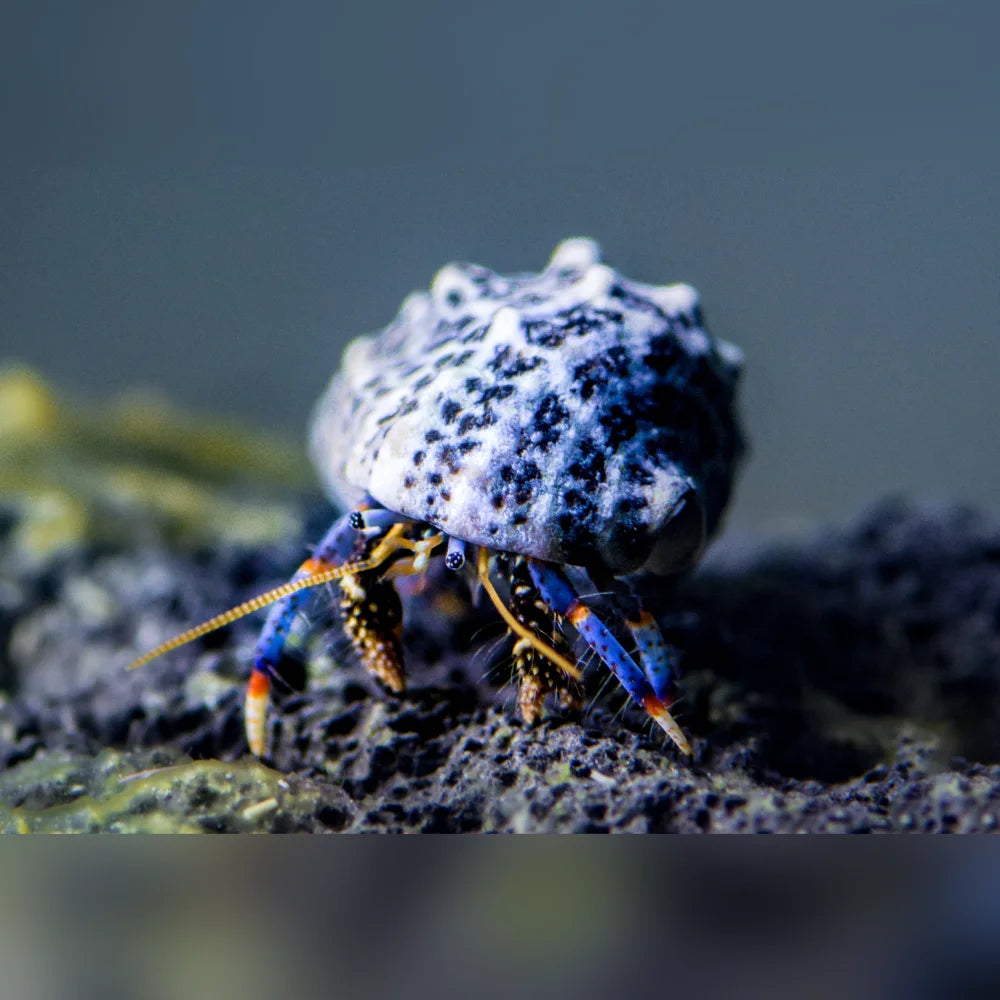 Blue Leg Hermit Crab