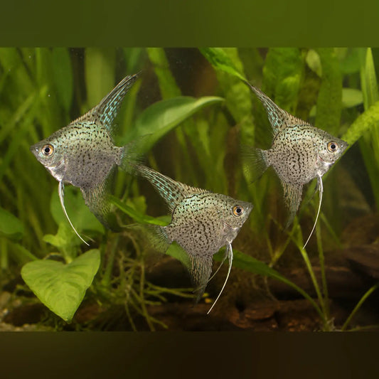 Blue Leopard Angelfish (School of 3)