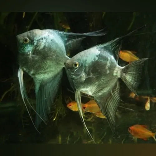 Blue Leopard Angelfish (School of 3)