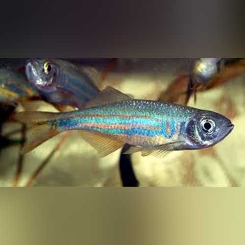 Blue Longfin Danio