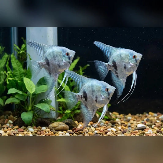 Blue Pinoy Angelfish (Group of 3)