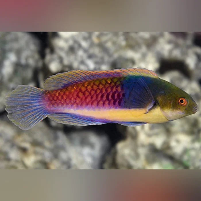 Colorful fish with a multicolored body and orange eye on a blurred natural background