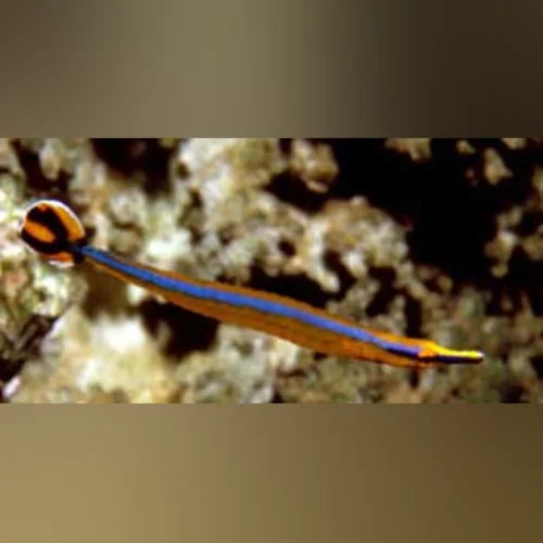 Blue Stripe Pipefish
