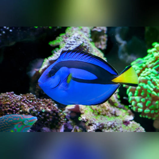 Blue fish with a yellow tail swimming among colorful coral in an aquarium setting
