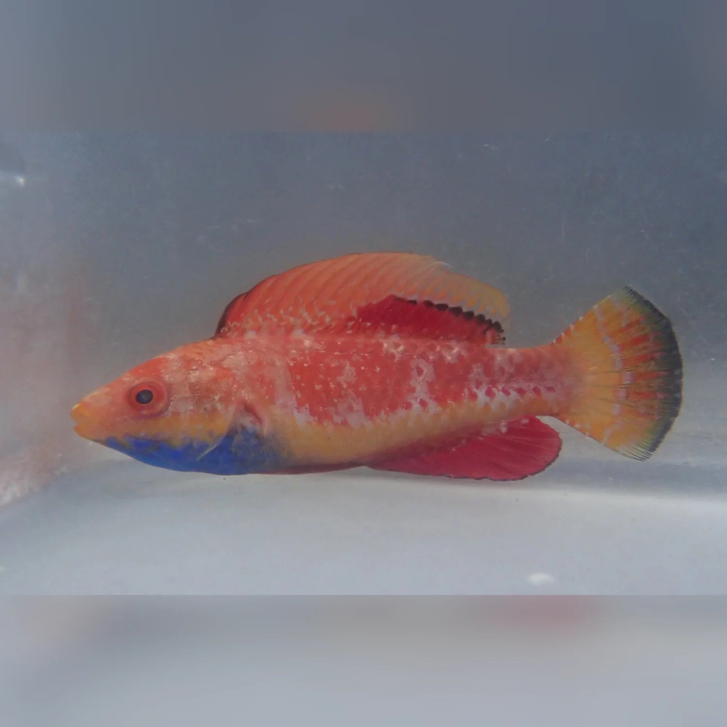 Blue Throat Fairy Wrasse for sale | Reef Safe & Vibrant – AquariumFish.com