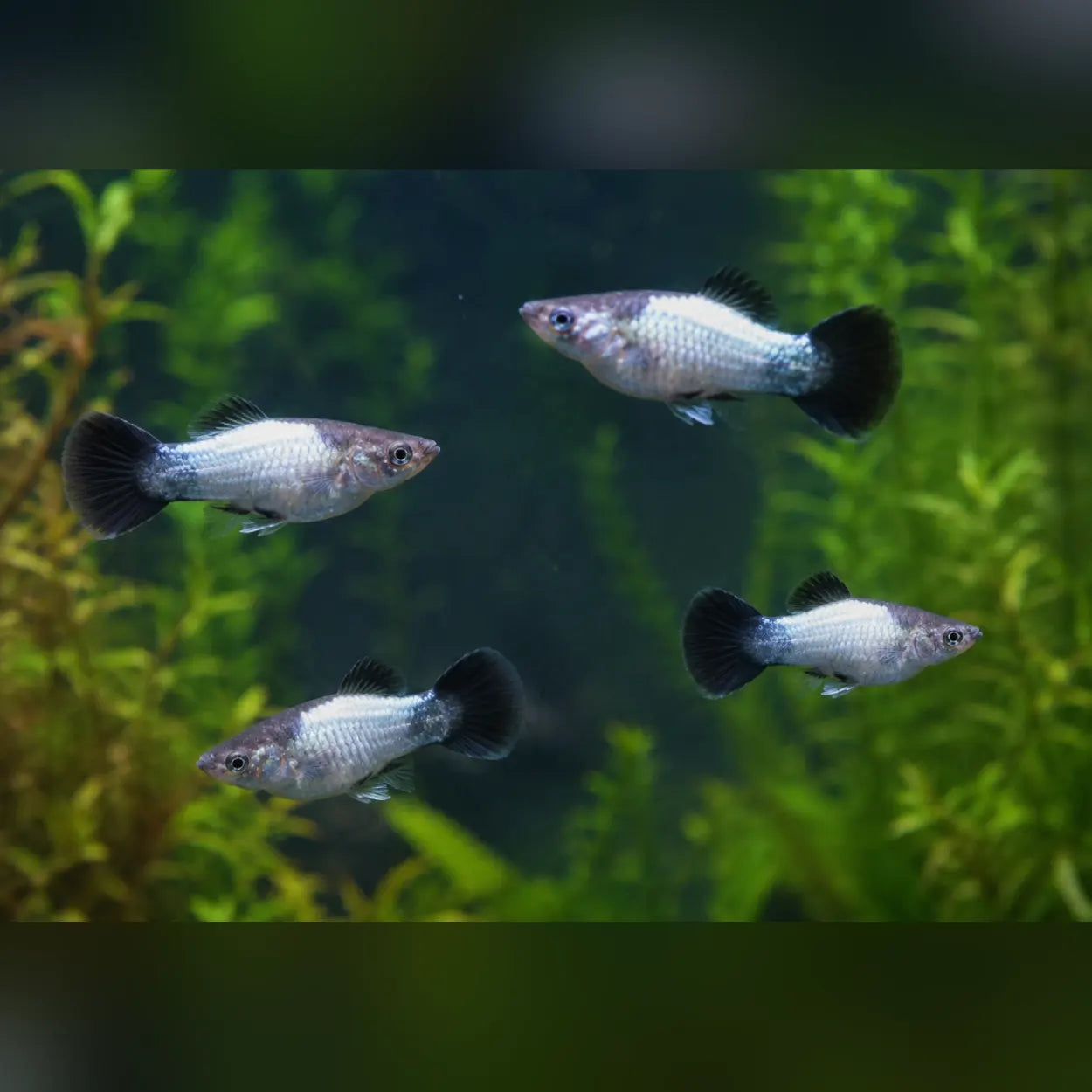 Blue Wag Platy (School of 4)
