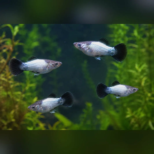 Blue Wag Platy (School of 4)