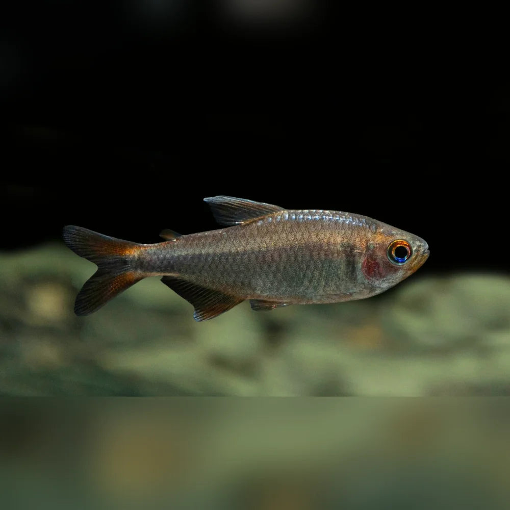 Blueberry Tetra – AquariumFish.com