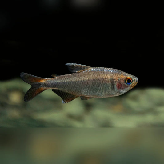 Blueberry Tetra