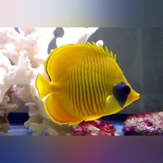 Semilavartus butterfly fish