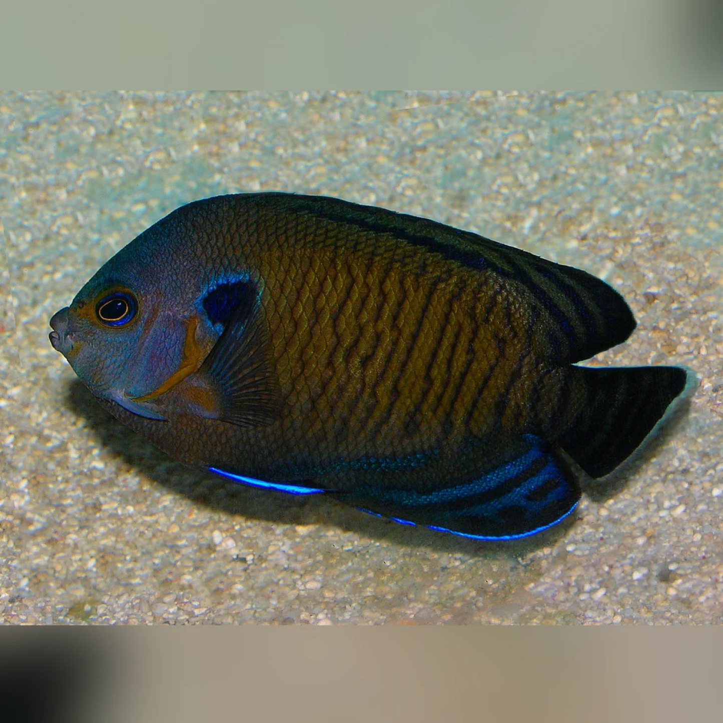 Bluefin AngelfIsh